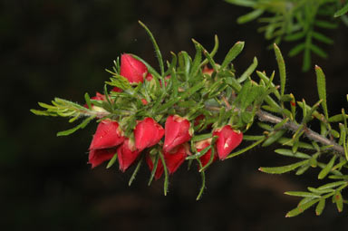 APII jpeg image of Boronia molloyae  © contact APII