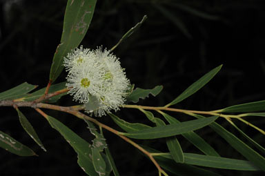 APII jpeg image of Eucalyptus cunninghamii  © contact APII