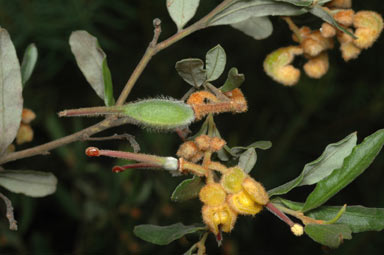 APII jpeg image of Grevillea chrysophaea  © contact APII