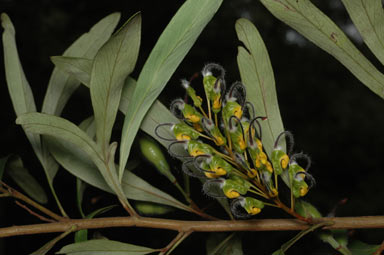 APII jpeg image of Grevillea venusta  © contact APII