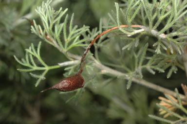 APII jpeg image of Grevillea preissii subsp. glabrilimba  © contact APII