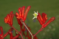 Anigozanthos 'Bush Ruby'