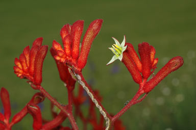 APII jpeg image of Anigozanthos 'Bush Ruby'  © contact APII