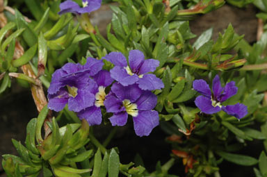 APII jpeg image of Dampiera diversifolia  © contact APII