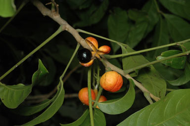 APII jpeg image of Harpullia pendula  © contact APII