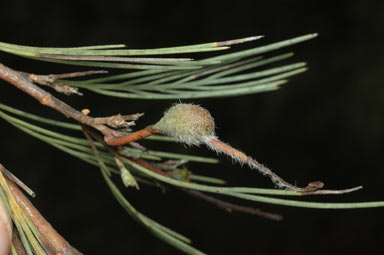 APII jpeg image of Grevillea erectiloba  © contact APII