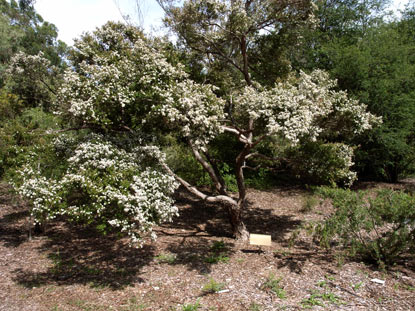 APII jpeg image of Leptospermum wooroonooran  © contact APII