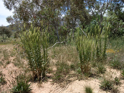 APII jpeg image of Reseda luteola  © contact APII