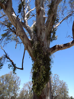 APII jpeg image of Muellerina eucalyptoides  © contact APII