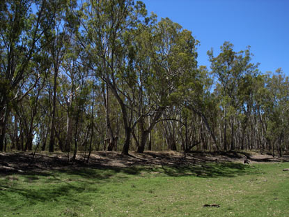 APII jpeg image of Eucalyptus camaldulensis  © contact APII