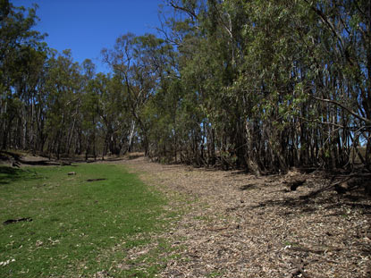 APII jpeg image of Eucalyptus camaldulensis  © contact APII