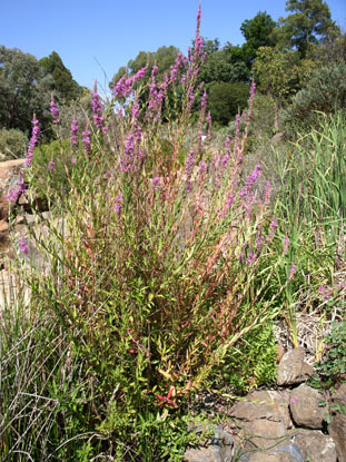 APII jpeg image of Lythrum salicaria  © contact APII