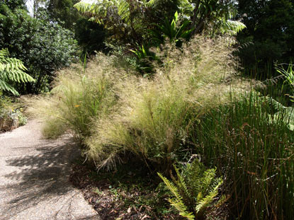 APII jpeg image of Austrostipa ramosissima  © contact APII