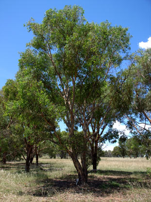 APII jpeg image of Eucalyptus parramattensis  © contact APII