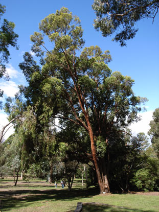 APII jpeg image of Eucalyptus microcorys  © contact APII