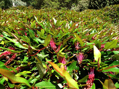 APII jpeg image of Grevillea 'Poorinda Royal Mantle'  © contact APII