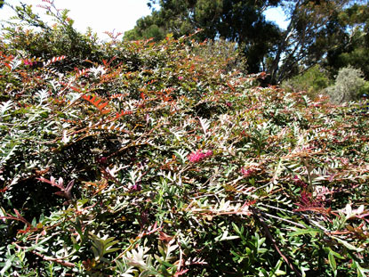 APII jpeg image of Grevillea  © contact APII