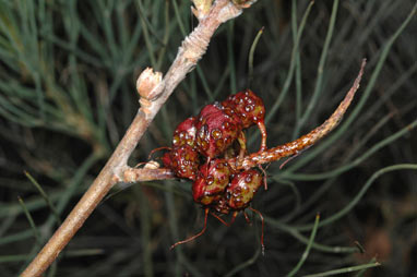 APII jpeg image of Grevillea petrophiloides subsp. remota  © contact APII