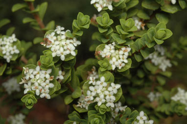 APII jpeg image of Pimelea flava subsp. dichotoma  © contact APII