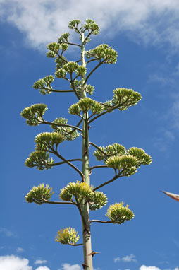 APII jpeg image of Agave americana  © contact APII