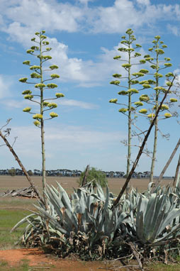 APII jpeg image of Agave americana  © contact APII