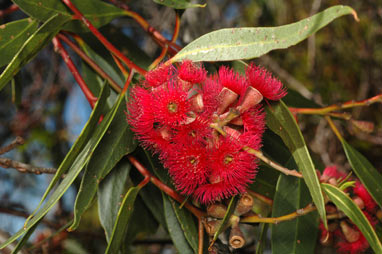 APII jpeg image of Eucalyptus lansdowneana  © contact APII