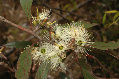 APII jpeg image of Eucalyptus annulata  © contact APII