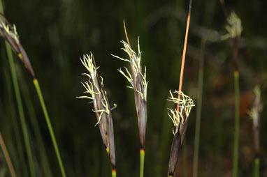 APII jpeg image of Lepidosperma carphoides  © contact APII