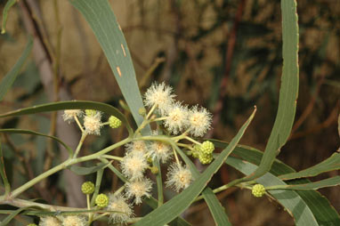 APII jpeg image of Acacia implexa  © contact APII