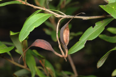 APII jpeg image of Grevillea parvula  © contact APII