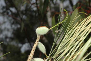 APII jpeg image of Grevillea whiteana  © contact APII