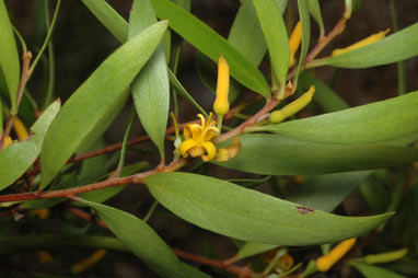 APII jpeg image of Persoonia stradbrokensis x P. virgata  © contact APII