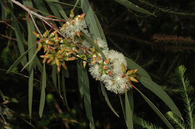 APII jpeg image of Eucalyptus bakeri  © contact APII