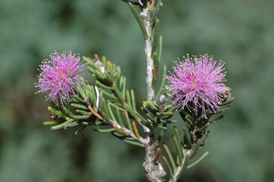 APII jpeg image of Melaleuca pentagona var. raggedensis  © contact APII