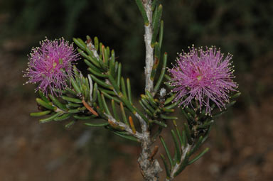 APII jpeg image of Melaleuca pentagona var. raggedensis  © contact APII