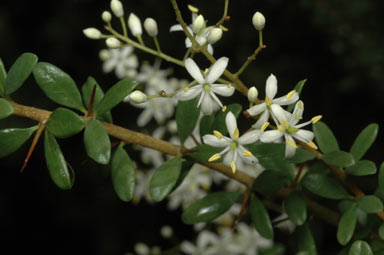 APII jpeg image of Bursaria spinosa subsp. spinosa  © contact APII