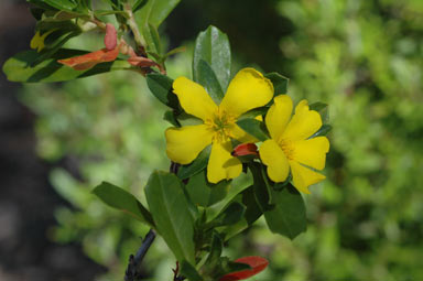 APII jpeg image of Hibbertia cuneiformis  © contact APII