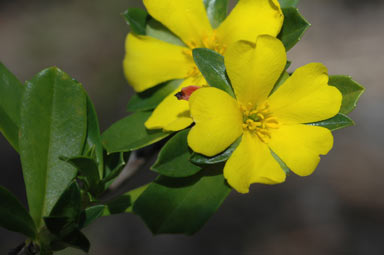 APII jpeg image of Hibbertia cuneiformis  © contact APII