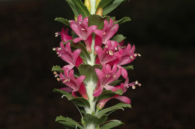 APII jpeg image of Eremophila calorhabdos  © contact APII