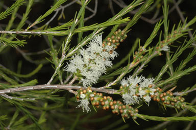 APII jpeg image of Melaleuca densispicata  © contact APII