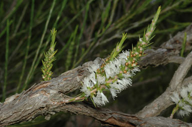 APII jpeg image of Melaleuca densispicata  © contact APII