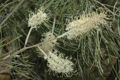 APII jpeg image of Grevillea albiflora  © contact APII