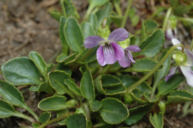 APII jpeg image of Viola betonicifolia  © contact APII