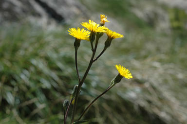 APII jpeg image of Picris angustifolia subsp. merxmuelleri  © contact APII