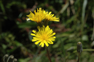 APII jpeg image of Picris angustifolia subsp. merxmuelleri  © contact APII