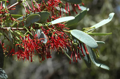 APII jpeg image of Amyema miraculosa subsp. boormanii  © contact APII