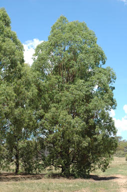 APII jpeg image of Eucalyptus rummeryi  © contact APII