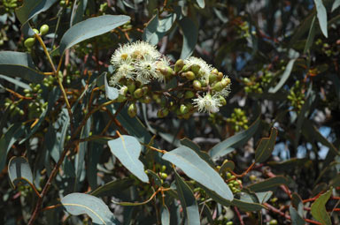 APII jpeg image of Eucalyptus wandoo  © contact APII