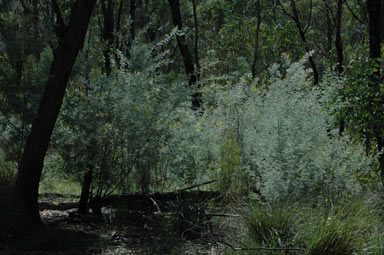 APII jpeg image of Acacia mollifolia  © contact APII