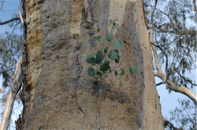 APII jpeg image of Eucalyptus blakelyi  © contact APII